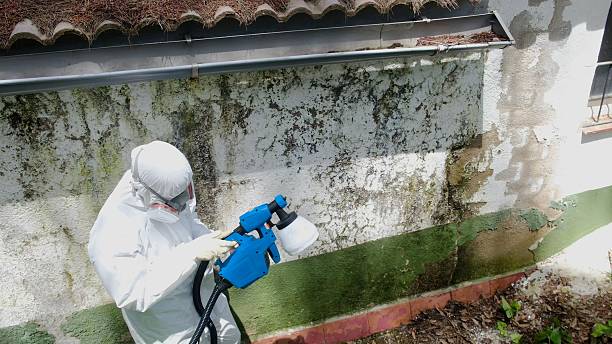 Trusted Mold Inspection service in Hinsdale, IL - Cheap Mold Removal